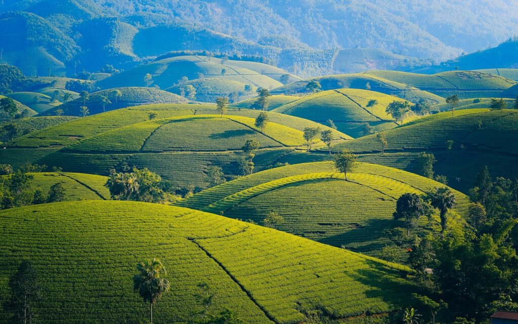 lush tea fields